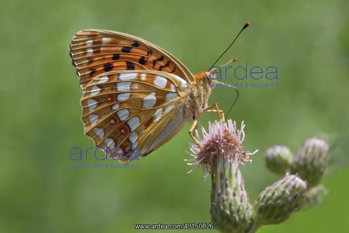 : Creeping Thistle : Creeping Thistle