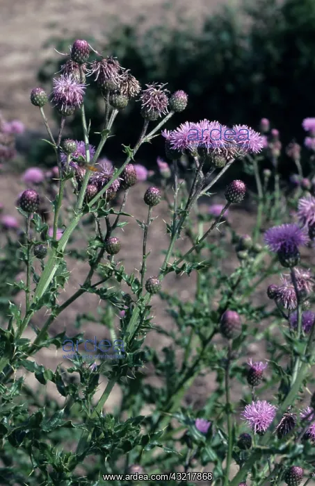  : Creeping thistle