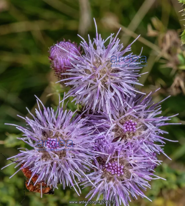  : Creeping thistle, Cirsium arvense, in full flower