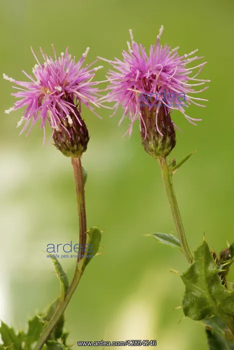: Creeping thistle - in flower : Creeping thistle - in flower
