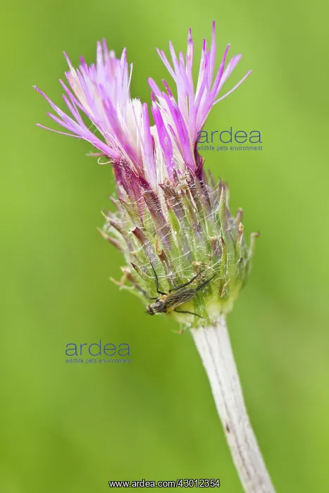 : Creeping Thistle flower detail : Creeping Thistle flower detail