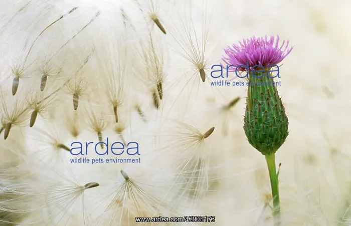 : Creeping THISTLE - Flower and seeds : Creeping THISTLE - Flower and seeds