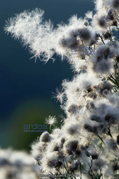 : Creeping Thistle - ripened sead heads - ready to disperse : Creeping Thistle - ripened sead heads - ready to disperse