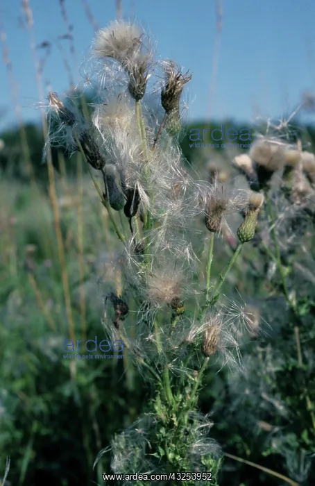: Creeping Thistle Seeding : Creeping Thistle Seeding