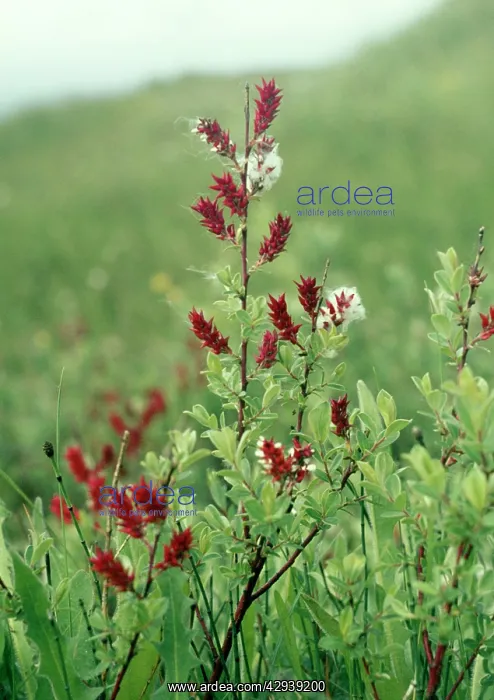  : Creeping Willow
