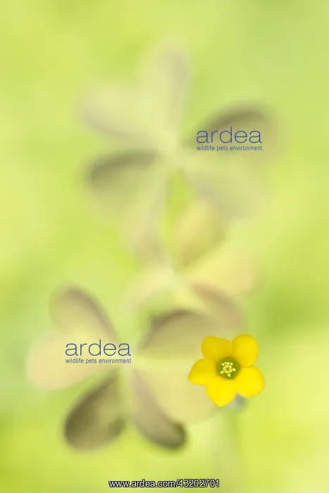 : Creeping Woodsorrel (Oxalis corniculata) flower : Creeping Woodsorrel (Oxalis corniculata) flower