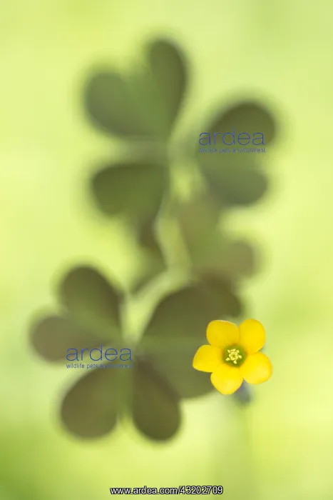 : Creeping Woodsorrel (Oxalis corniculata) flower : Creeping Woodsorrel (Oxalis corniculata) flower