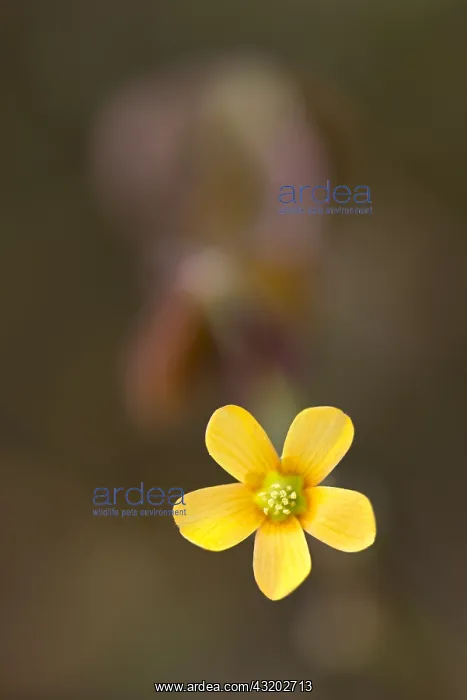 : Creeping Woodsorrel (Oxalis corniculata) flower : Creeping Woodsorrel (Oxalis corniculata) flower
