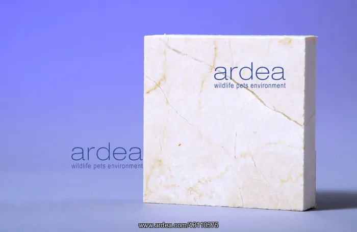 : Crema Marfil Marble : Crema Marfil Marble