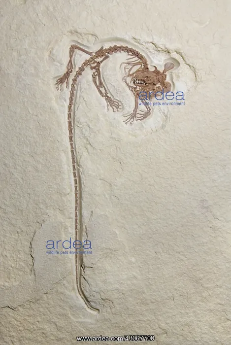: Creodont fossil : Creodont fossil