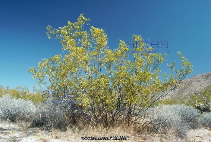 : CREOSOTE BUSH : CREOSOTE BUSH
