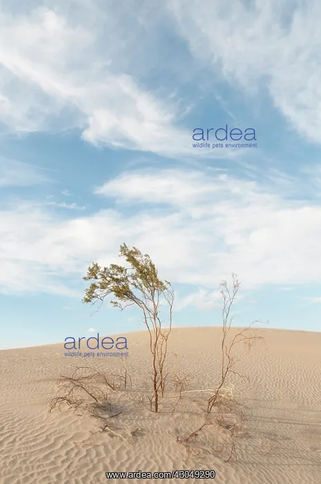 : Creosote bush : Creosote bush