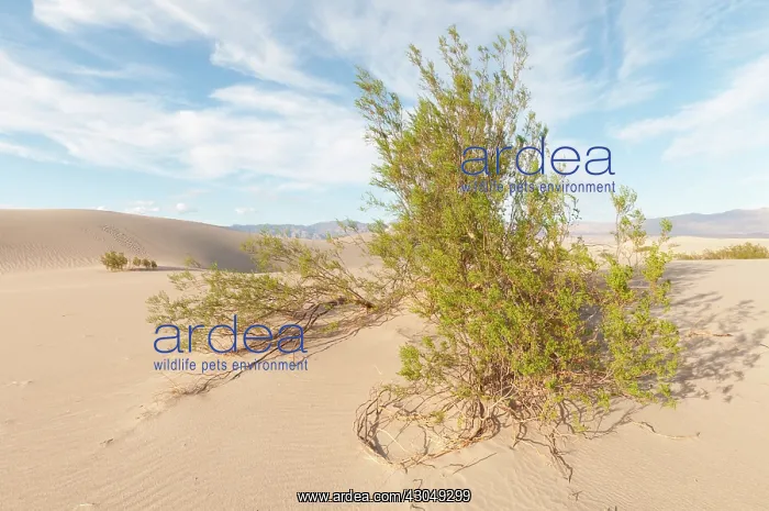 : Creosote bush : Creosote bush