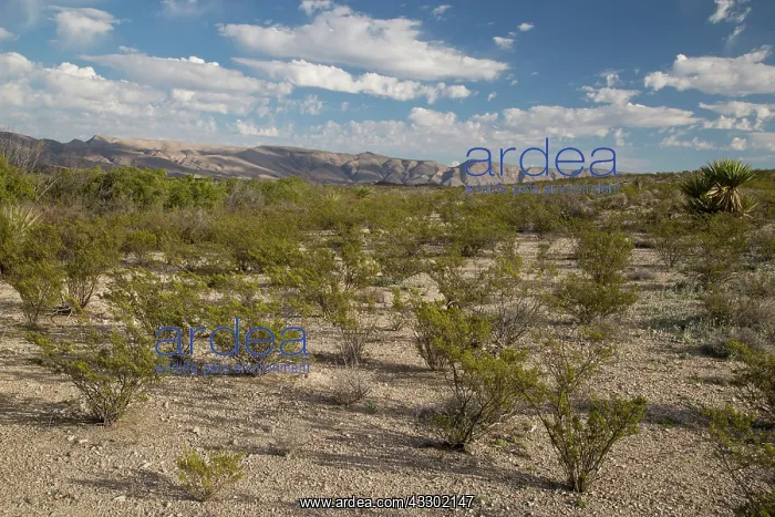 : Creosote bush - growing in typical evenly-spaced colony : Creosote bush - growing in typical evenly-spaced colony