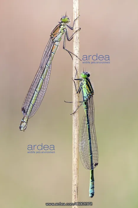 : Crescent Bluet : Crescent Bluet