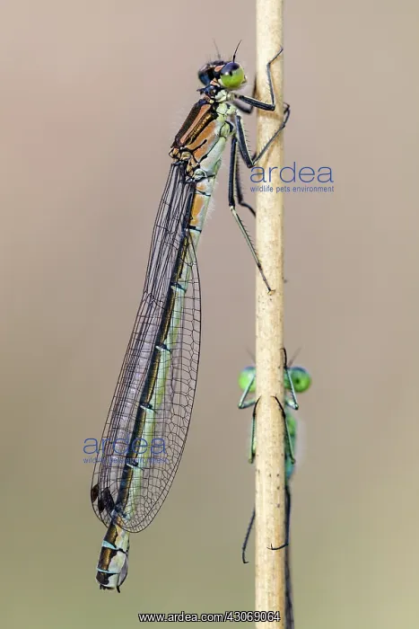 : Crescent Bluet : Crescent Bluet