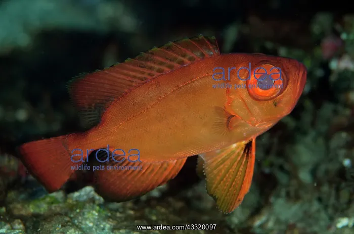 : Crescent-tail Bigeye : Crescent-tail Bigeye