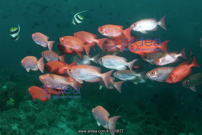 : Crescent-tail Bigeye - school : Crescent-tail Bigeye - school
