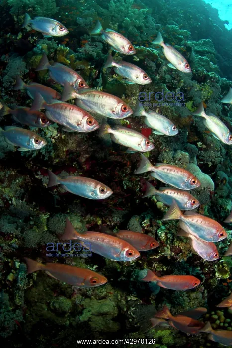 : Crescent-tailed Bigeye Fish : Crescent-tailed Bigeye Fish