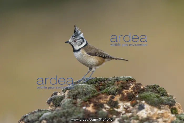  : Cresetd Tit - Crest Raised - UK