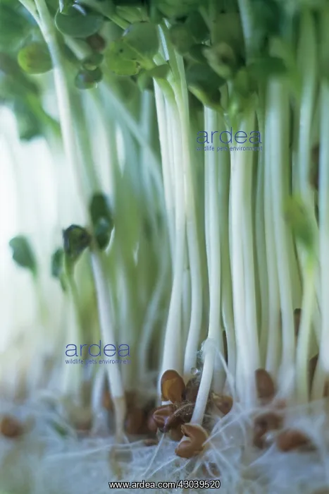 : Cress, Lepidium sativum : Cress, Lepidium sativum