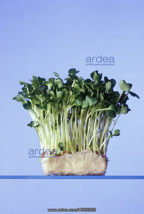 : Cress, Lepidium sativum : Cress, Lepidium sativum