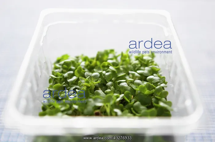 : Cress, Lepidium sativum, Green subject : Cress, Lepidium sativum, Green subject