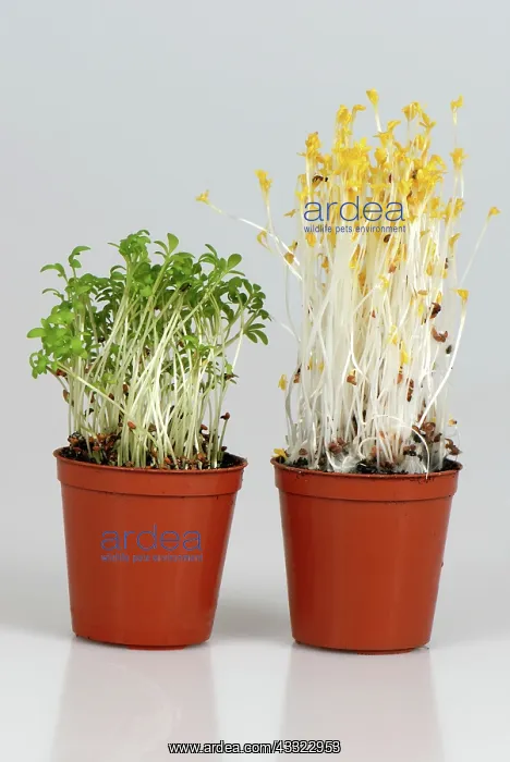 : Cress seedlings : Cress seedlings