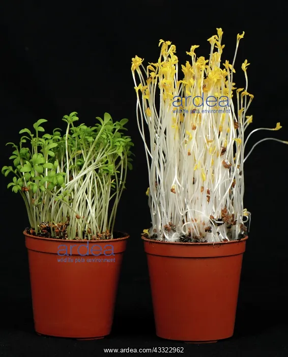 : Cress seedlings : Cress seedlings