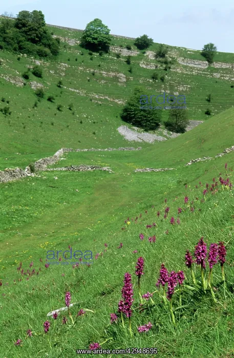 : Cressbrook Dale, DERBYSHIRE : Cressbrook Dale, DERBYSHIRE