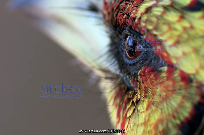 : Crested Barbet : Crested Barbet