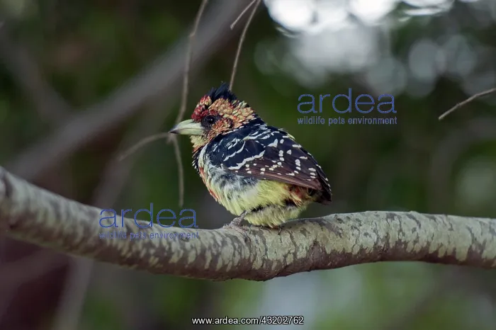 : Crested Barbet - Kruger National Park, Mpumalanga : Crested Barbet - Kruger National Park, Mpumalanga