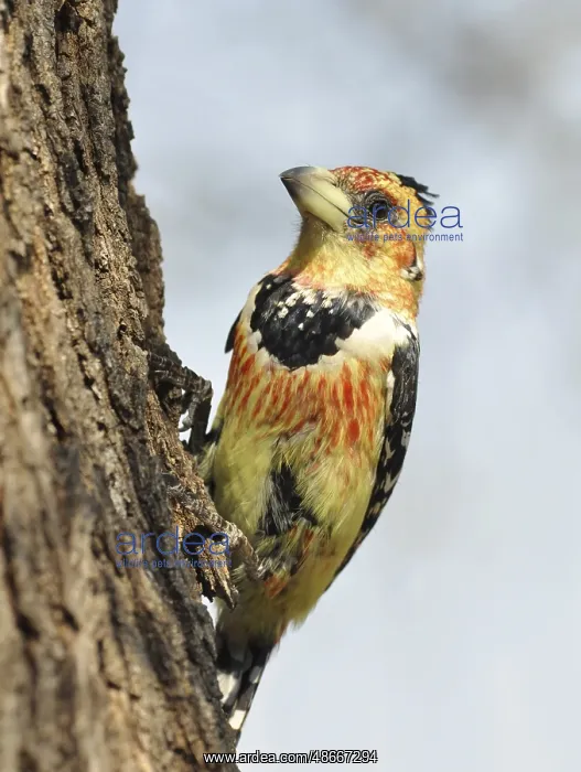 : A Crested Batbet in the Kruger National Park, South Africa : A Crested Batbet in the Kruger National Park, South Africa