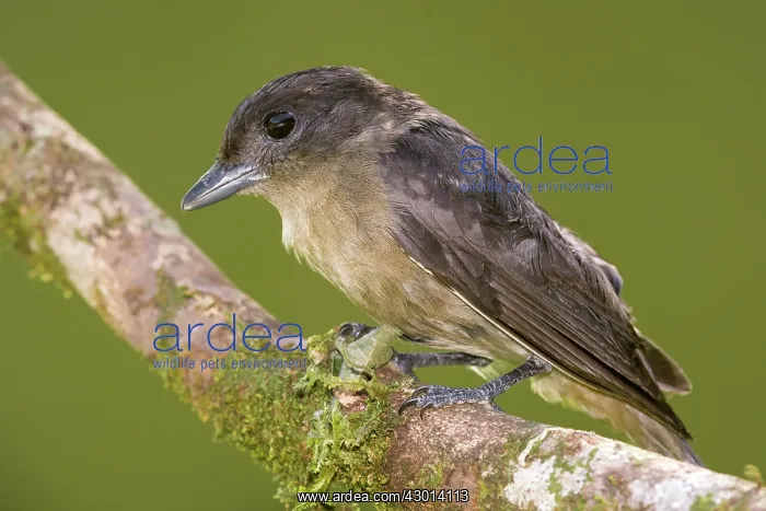 : Crested Becard (Pachyramphus validus) perched : Crested Becard (Pachyramphus validus) perched