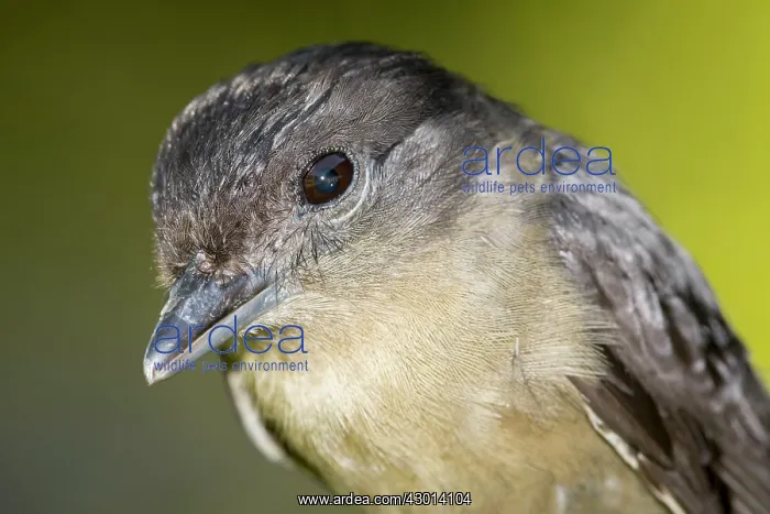 : Crested Becard (Pachyramphus validus) portrait : Crested Becard (Pachyramphus validus) portrait