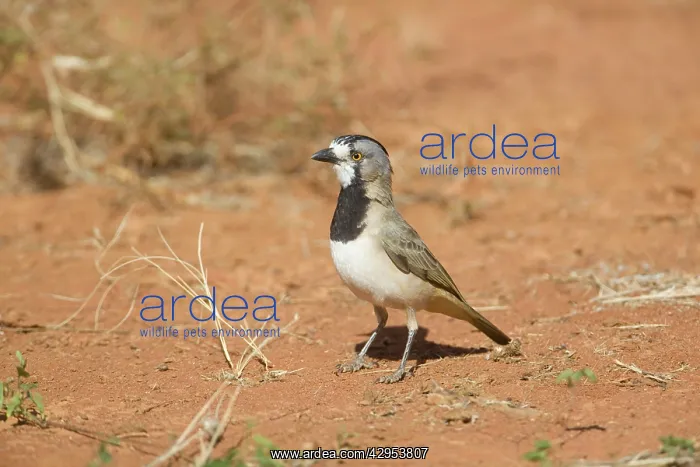 : Crested Bellbird - male : Crested Bellbird - male