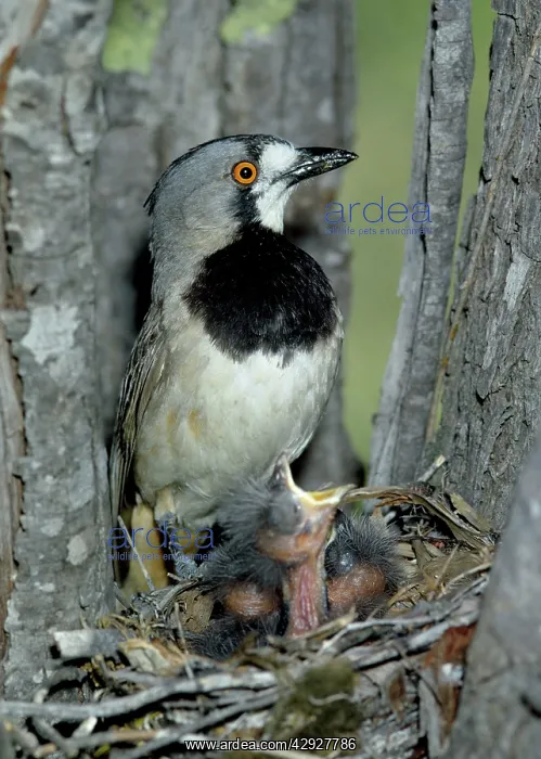 : CRESTED BELLBIRD - at nest : CRESTED BELLBIRD - at nest