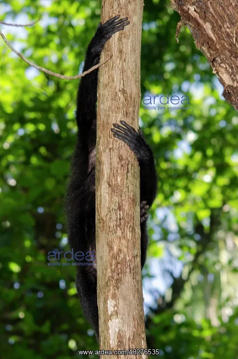  : Crested Black Macaque Monkey climbing tree - Tangkoko