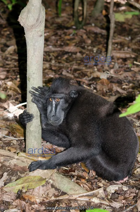 : Crested Black Macaque Monkey on forest floor - Tangkoko : Crested Black Macaque Monkey on forest floor - Tangkoko