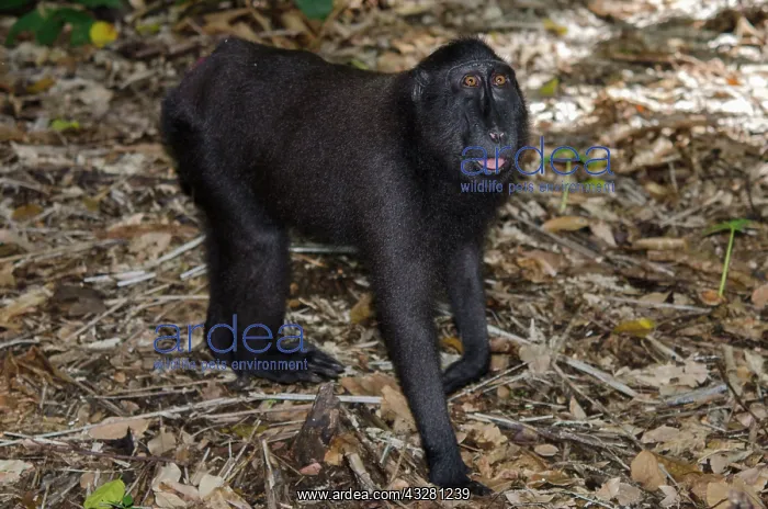  : Crested Black Macaque Monkey on forest floor - Tangkoko