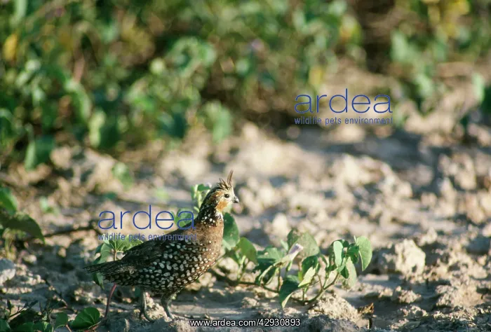 : Crested Bobwhite - a type of quail - male : Crested Bobwhite - a type of quail - male