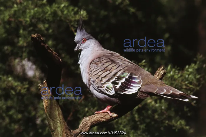 : Crested Bronzewing Pigeon : Crested Bronzewing Pigeon