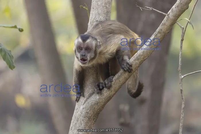 : Crested capuchin monkey (Sapajus apella) or hooded capuchin : Crested capuchin monkey (Sapajus apella) or hooded capuchin