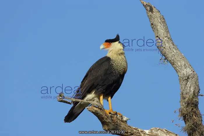 : Crested Caracara : Crested Caracara