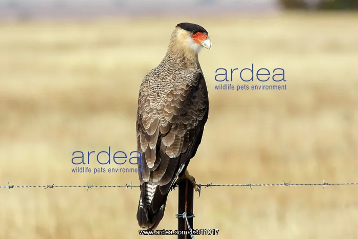 : Crested Caracara : Crested Caracara