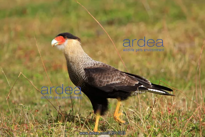 : Crested Caracara : Crested Caracara