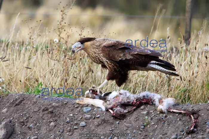 : Crested Caracara : Crested Caracara