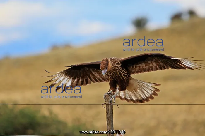 : Crested Caracara : Crested Caracara