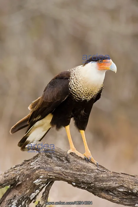 : Crested Caracara : Crested Caracara