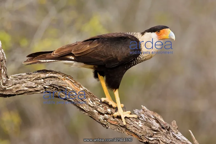 : Crested Caracara : Crested Caracara